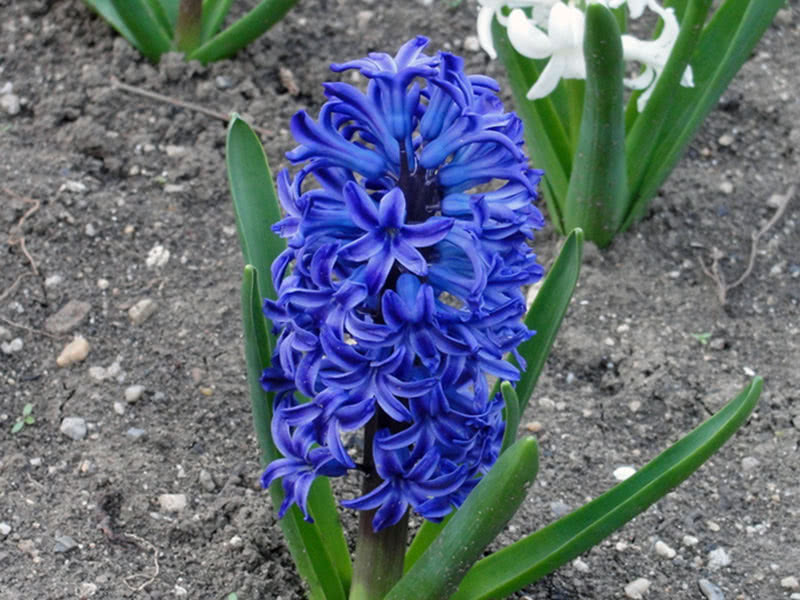 Blue hyacinth Blue Jacket