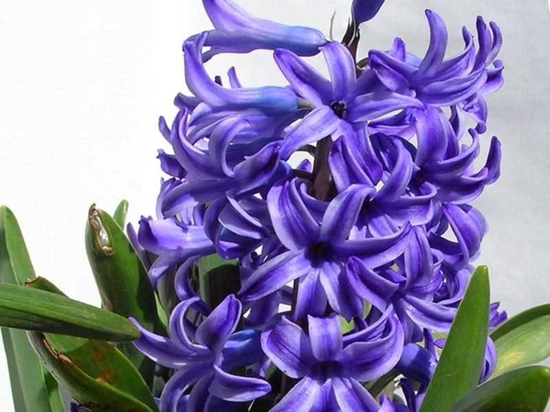 Lilac hyacinth Bismarck