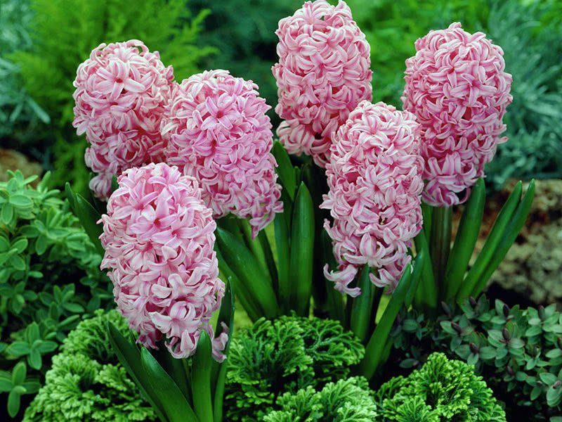Pink hyacinth Anna Marie