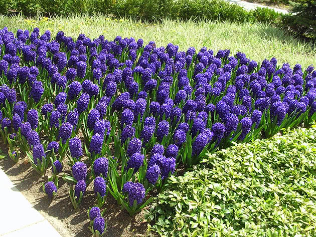 A flower bed made of hyacinths
