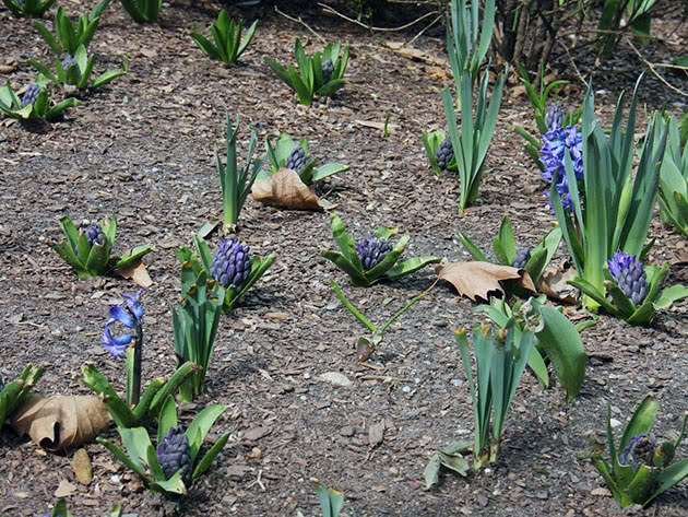 Hyacinths after flowering