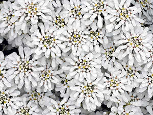 Цветы иберис