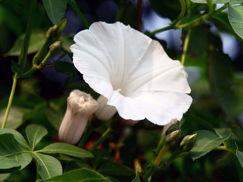 Ипомея каирская (Ipomoea cairica)