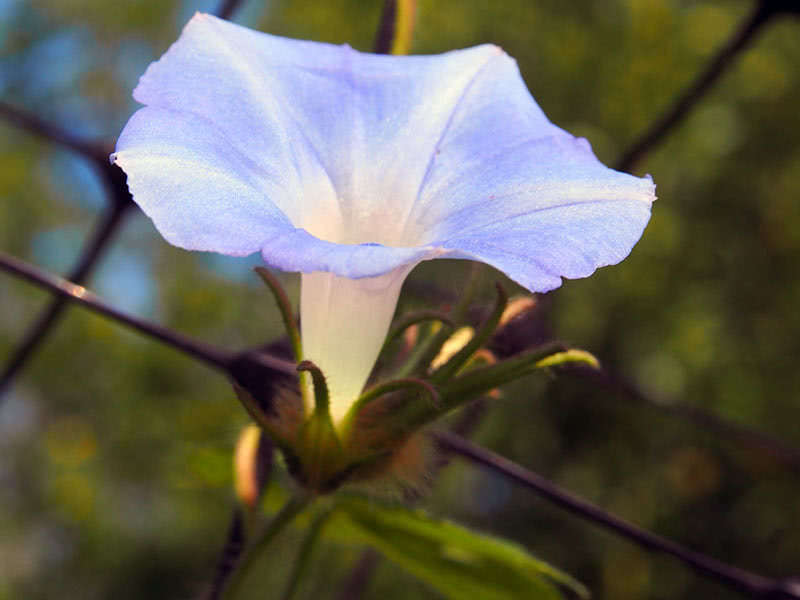 Ivy-leaved morning glory (Ipomoea hederacea)