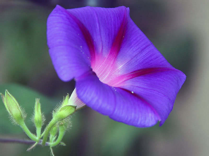 Mexican morning glory, or grannyvine (Ipomoea tricolor)
