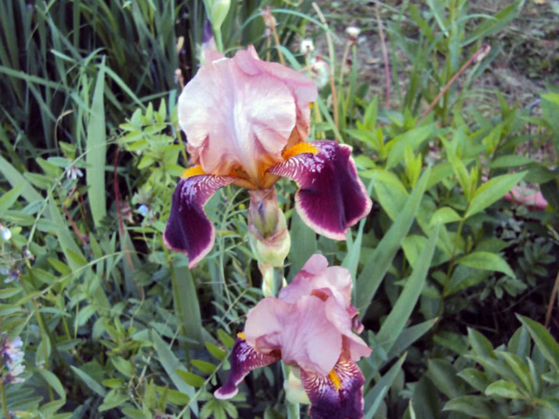 German irises