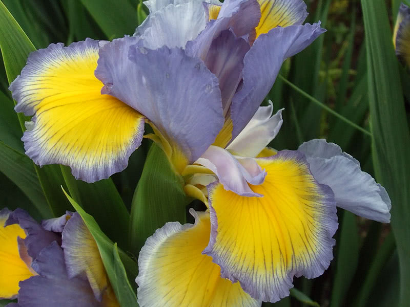 Spuria irises