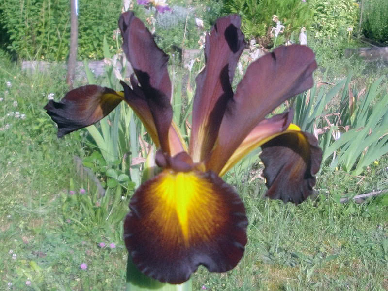 Spuria irises