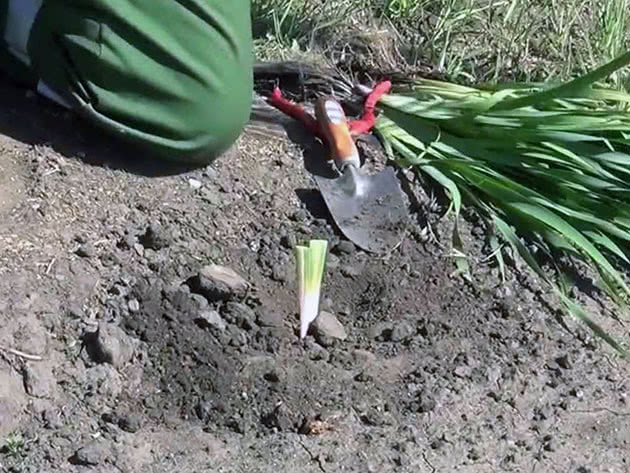 Planting of irises