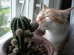 Кіт їсть кактус