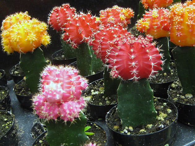 Цветущие в домашних условиях кактусы