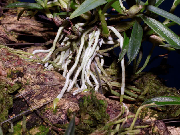 Здоровые корни орхидеи – белые и плотные