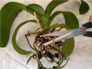 Правильне обрізання гнилого коріння орхідеї