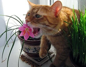 Кіт їсть квіти – що робити?