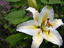 Oriental lily Anais Anais