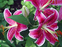 Oriental lily Barbados