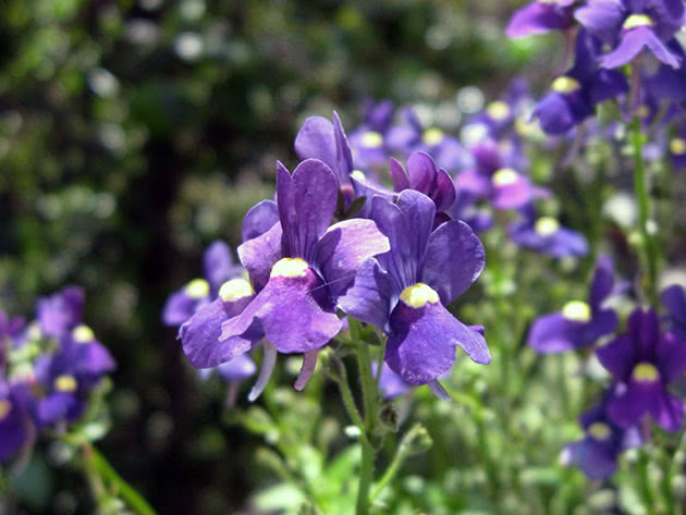 Purple lobelia