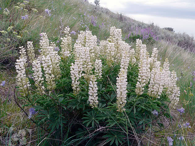 White lupines in the mountains