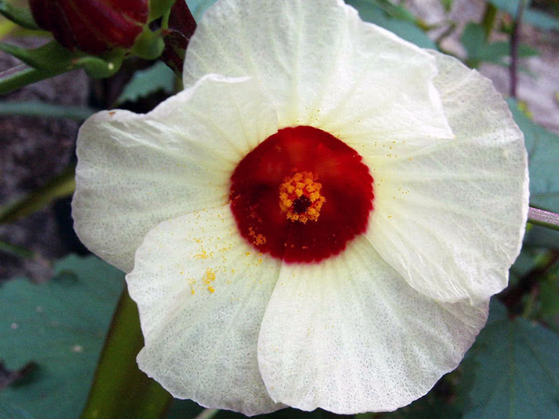 Hollyhock mallow, or hibiscus Sabdariffa, or roselle