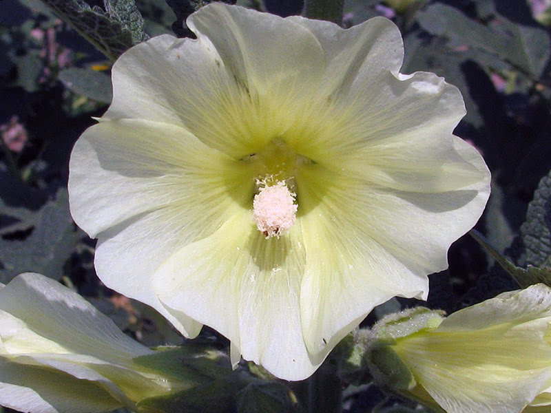 Hollyhock mallow, or Russian hollyhock, or yellow fig-leaved hollyhock