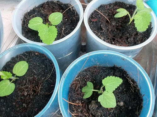 Malva seedlings