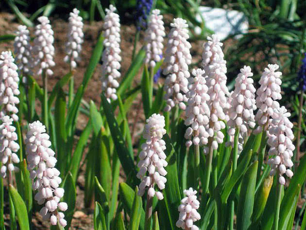 Cultivation of muscari (pink)