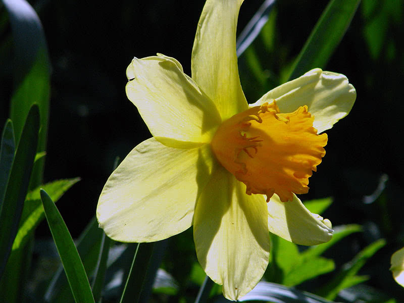 Large-cupped daffodils