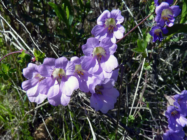 Lilac nasturtium
