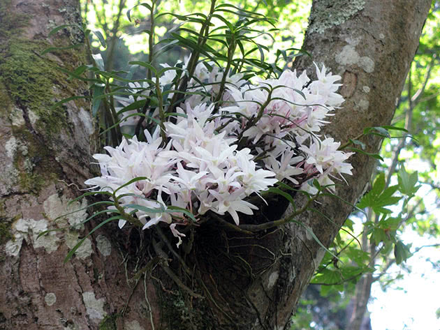 Дендробиум монилиформе (Dendrobium moniliforme)