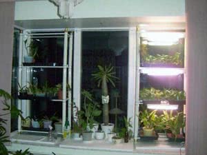 Правильне розташування ламп над рослинами