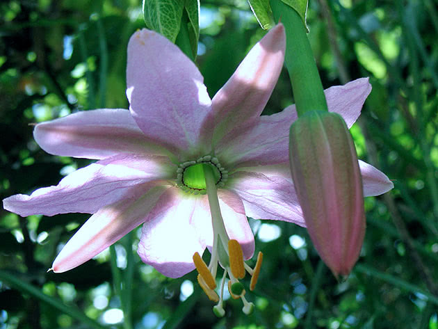 Пассифлора нежнейшая / Passiflora mollissima