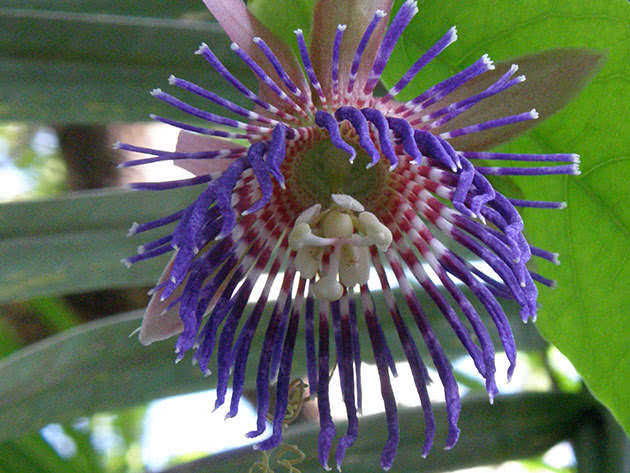 Пасифлора лавролиста / Passiflora laurifolia