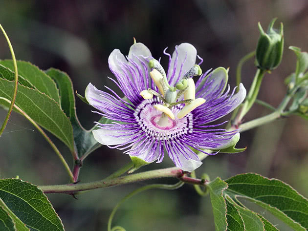 Пасифлора інкарната / Passiflora incarnata