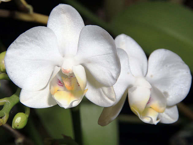 White phalaenopsis