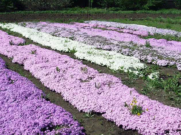 Phlox from seeds