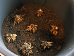 Planting tubers of ranunculus (buttercup)