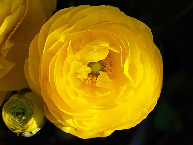 Квітка жовтець