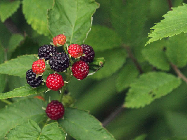 Berries of black raspberries on a bush
