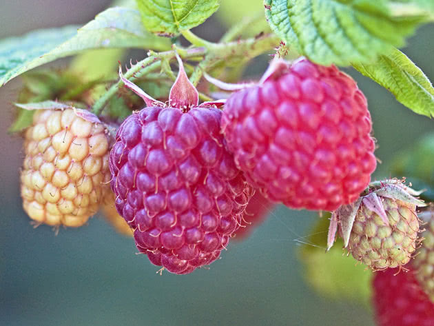 raspberries8a