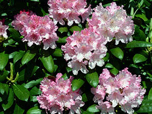Planting and care of rhododendrons