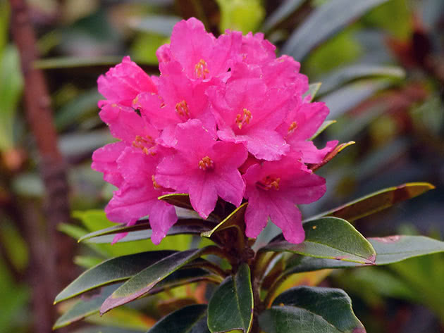 Inflorescence of rhododendron