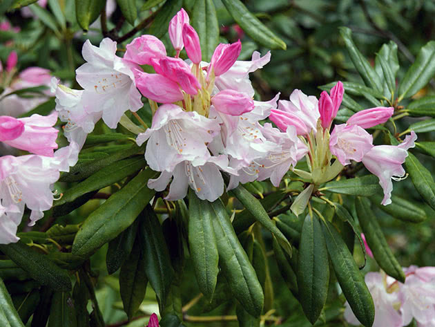 Rhododendron in the Garden