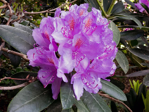 Lilac rhododendron