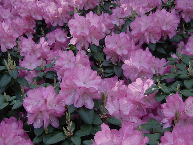 Planting and caring for rhododendron