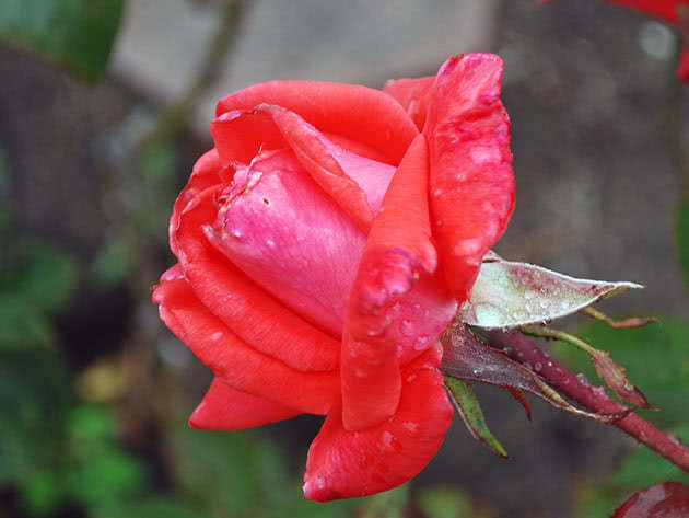 Цветок кустовой розы