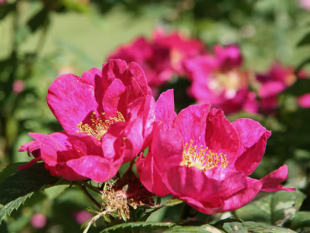 Цветы розы в саду