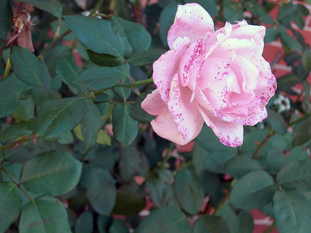 Цветок розы плетистой