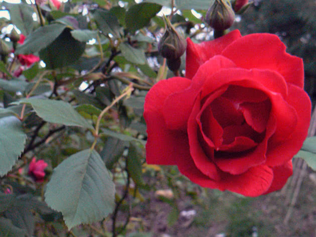 Як вирощувати троянду в'юнку в саду