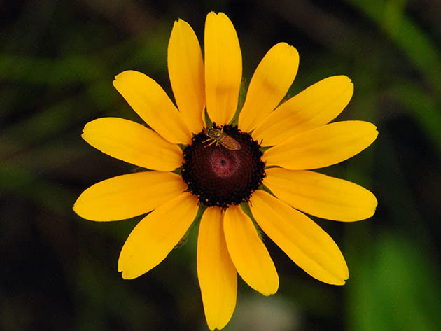 Квітка рудбекія