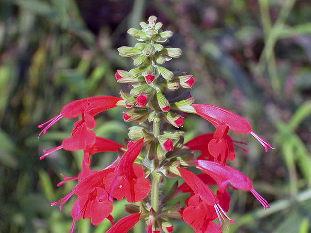 Сальвія яскраво-червона / Salvia coccinea